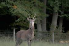 Guillain BOUQUET - GUILLAIN BOUQUET