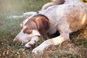 Astrid USAI - Donatella