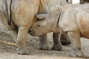 Marie-Emmanuelle DIOT LAPORTE - Memograph
