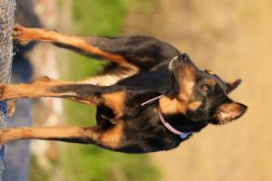 Alexandre LABADIE - LABADIE ALEXANDRE